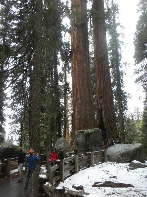 sequoia52612 038.JPG