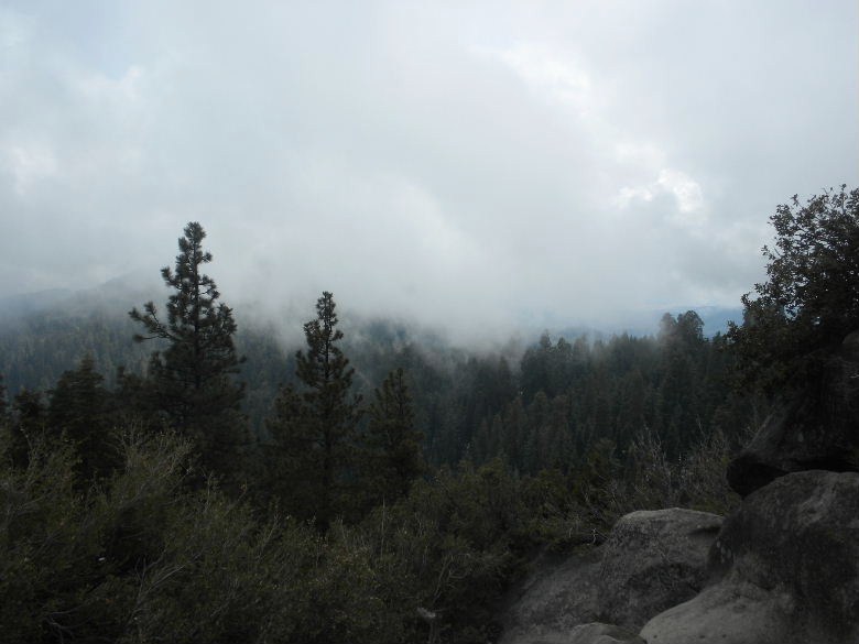 sequoia52612 027.JPG
