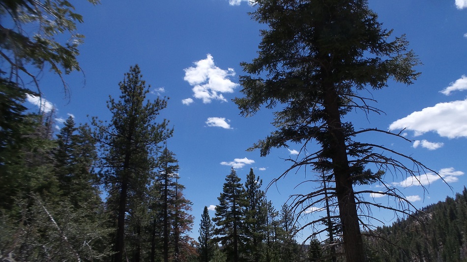 nature6.jpg