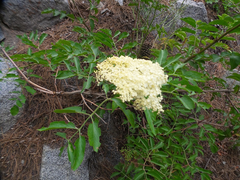 20170903_143632.jpg