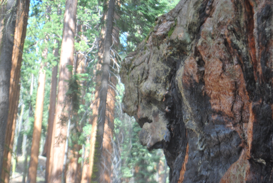 Kings Canyon 732.jpg