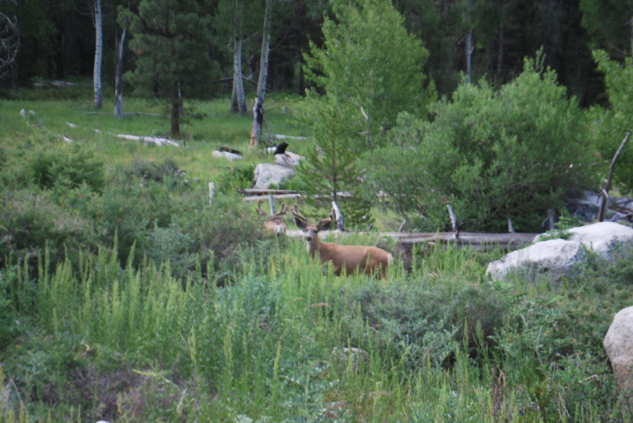 Kings Canyon 659.jpg