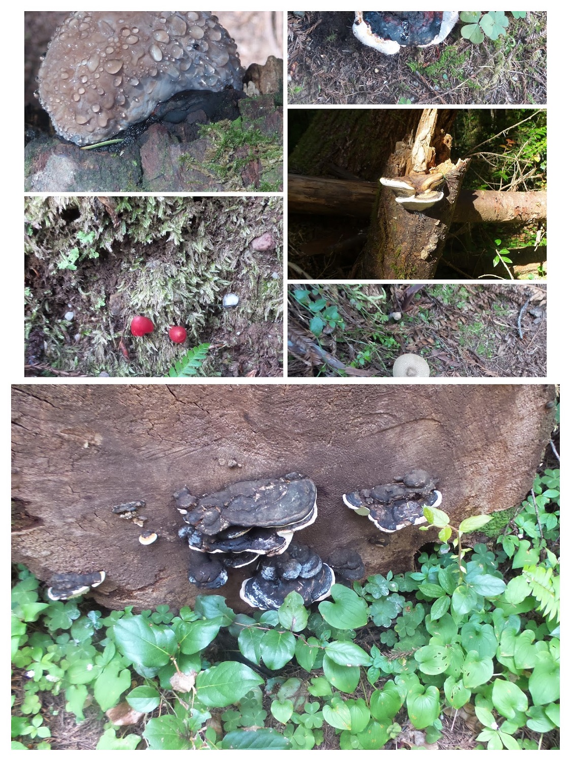 20160529_095051-COLLAGE-COLLAGE.jpg
