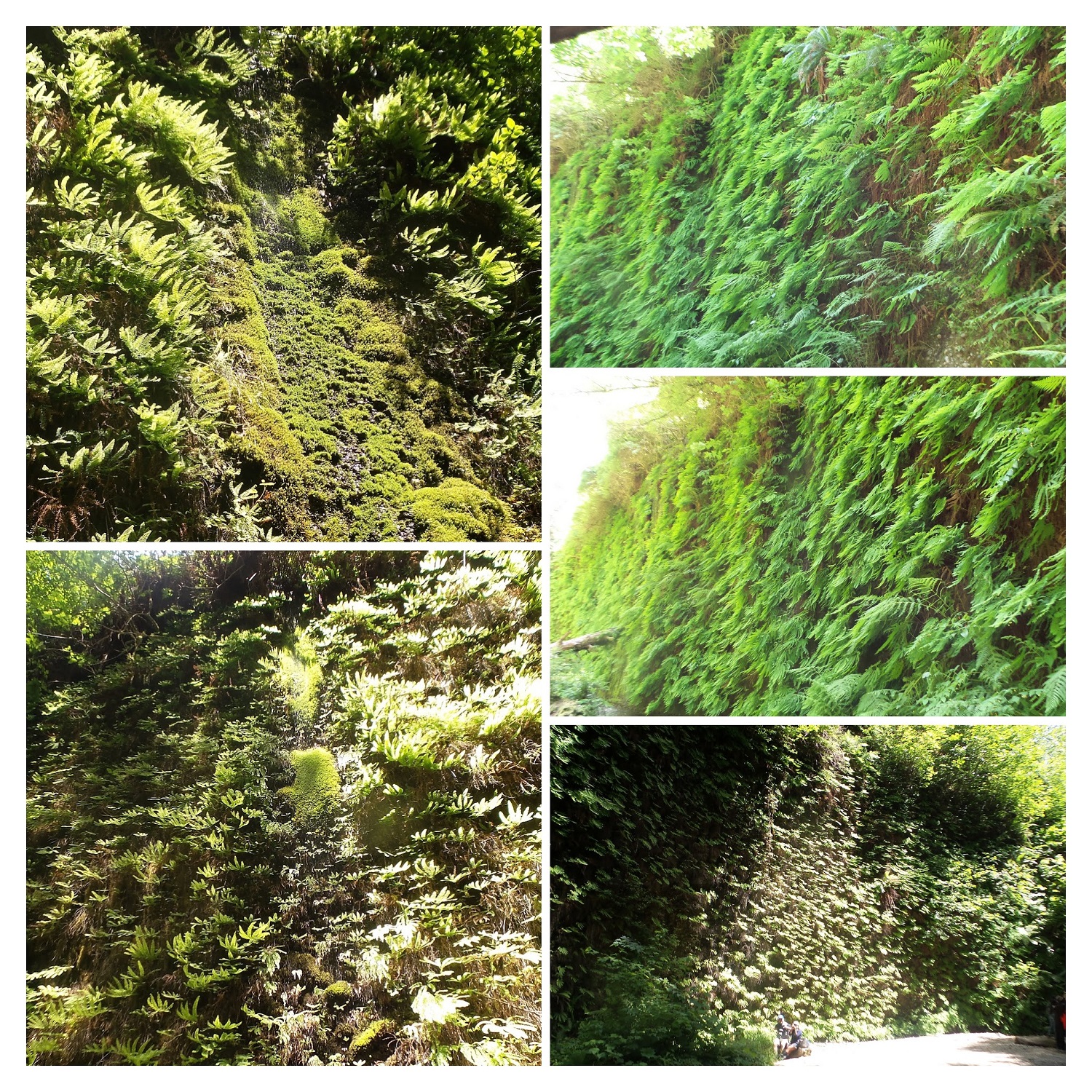 20160529_140817-COLLAGE.jpg