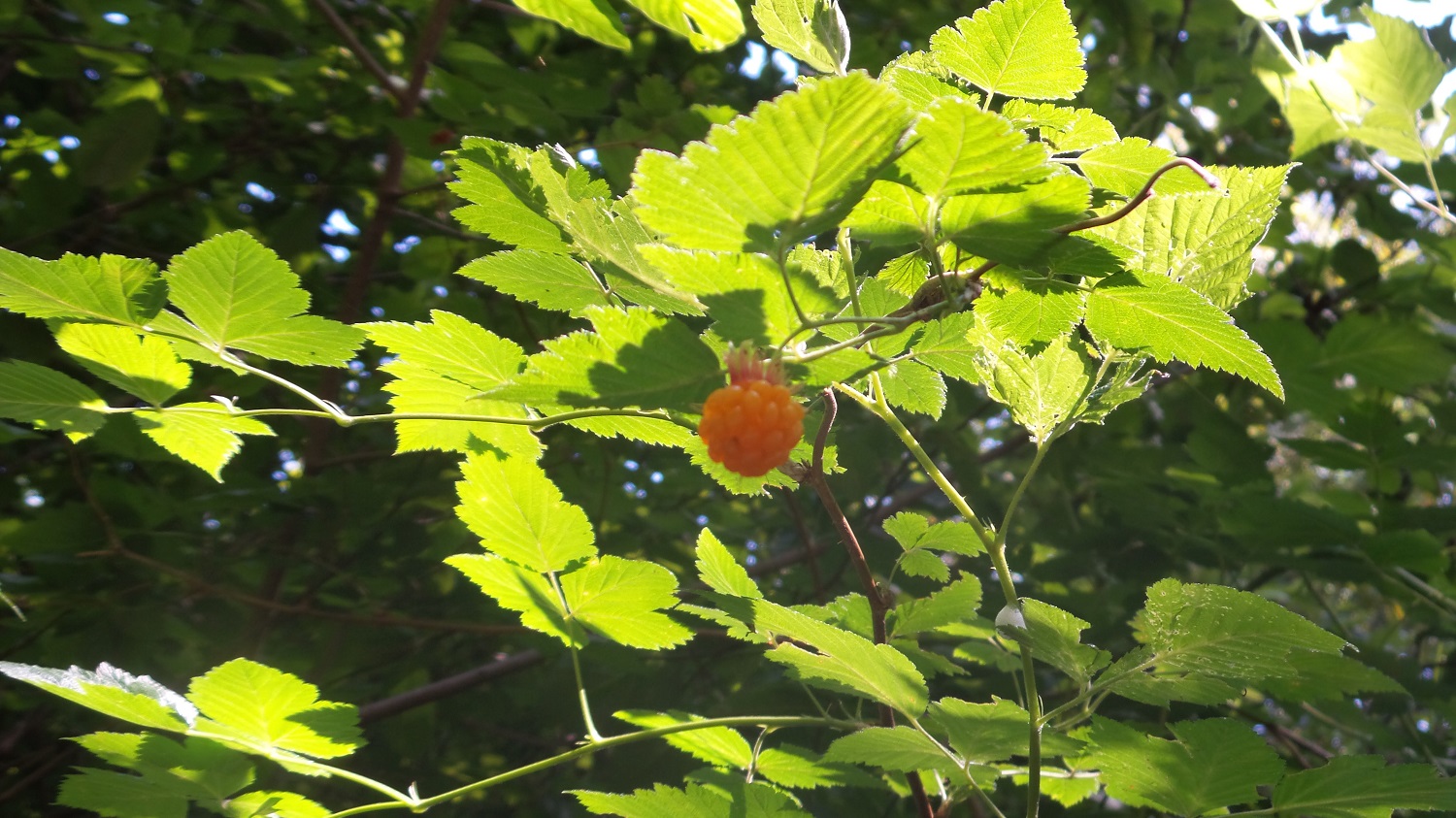 20160528_161536.jpg