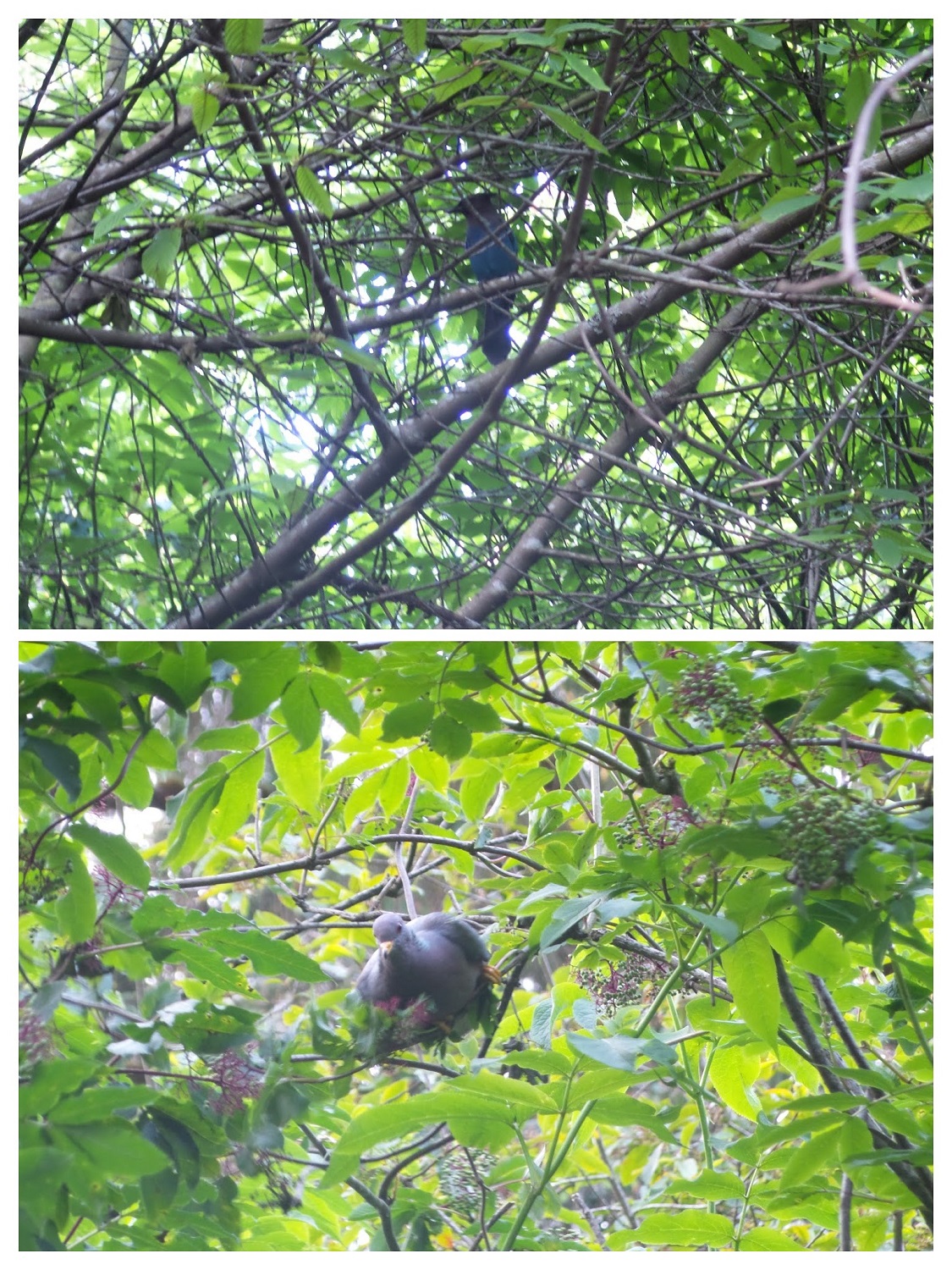 20160528_185458-COLLAGE.jpg