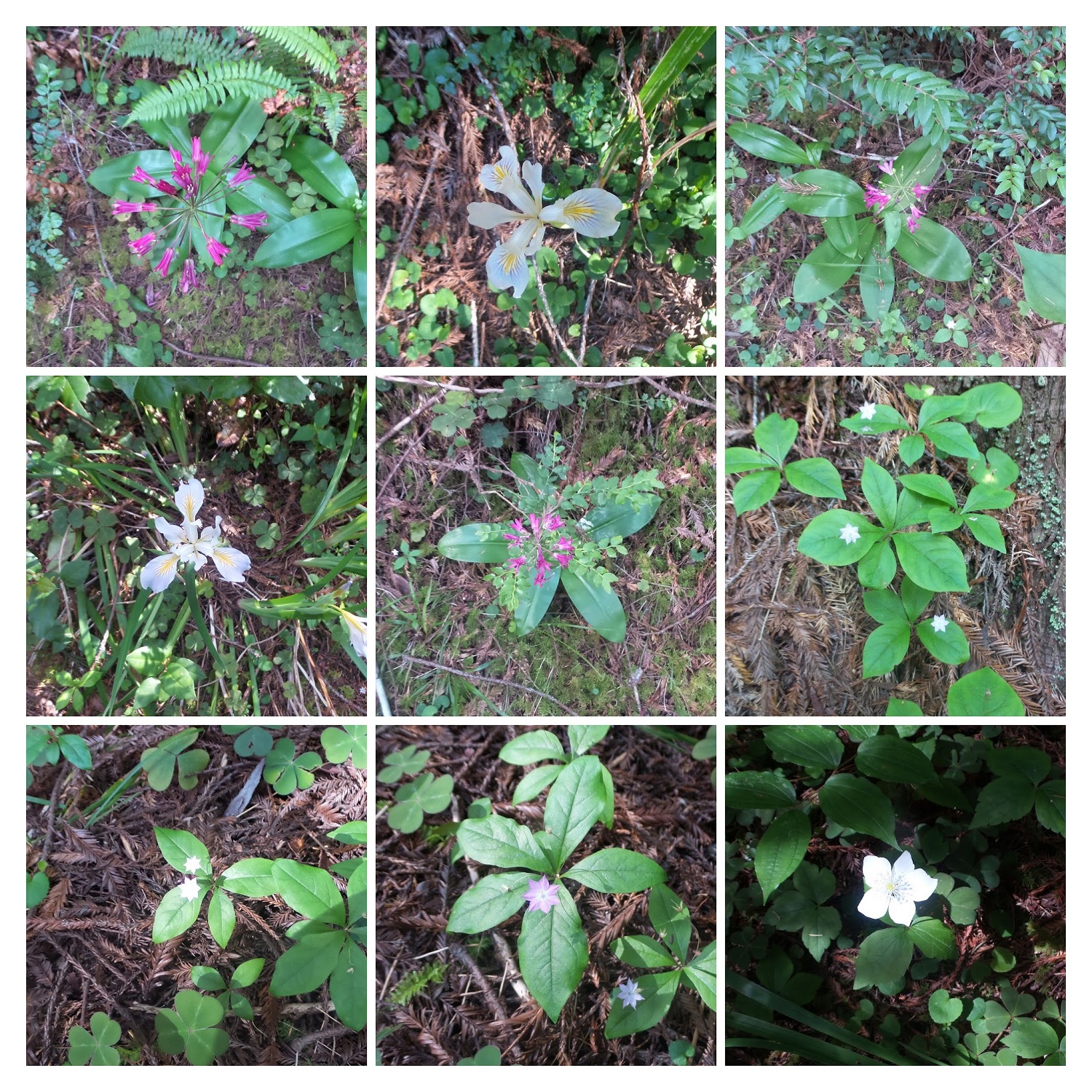 20160529_083933-COLLAGE.jpg