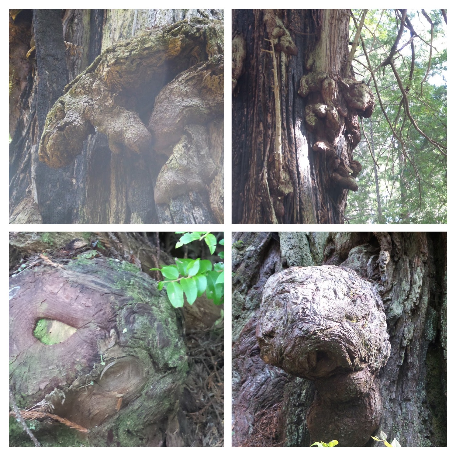 20160529_090937-COLLAGE.jpg