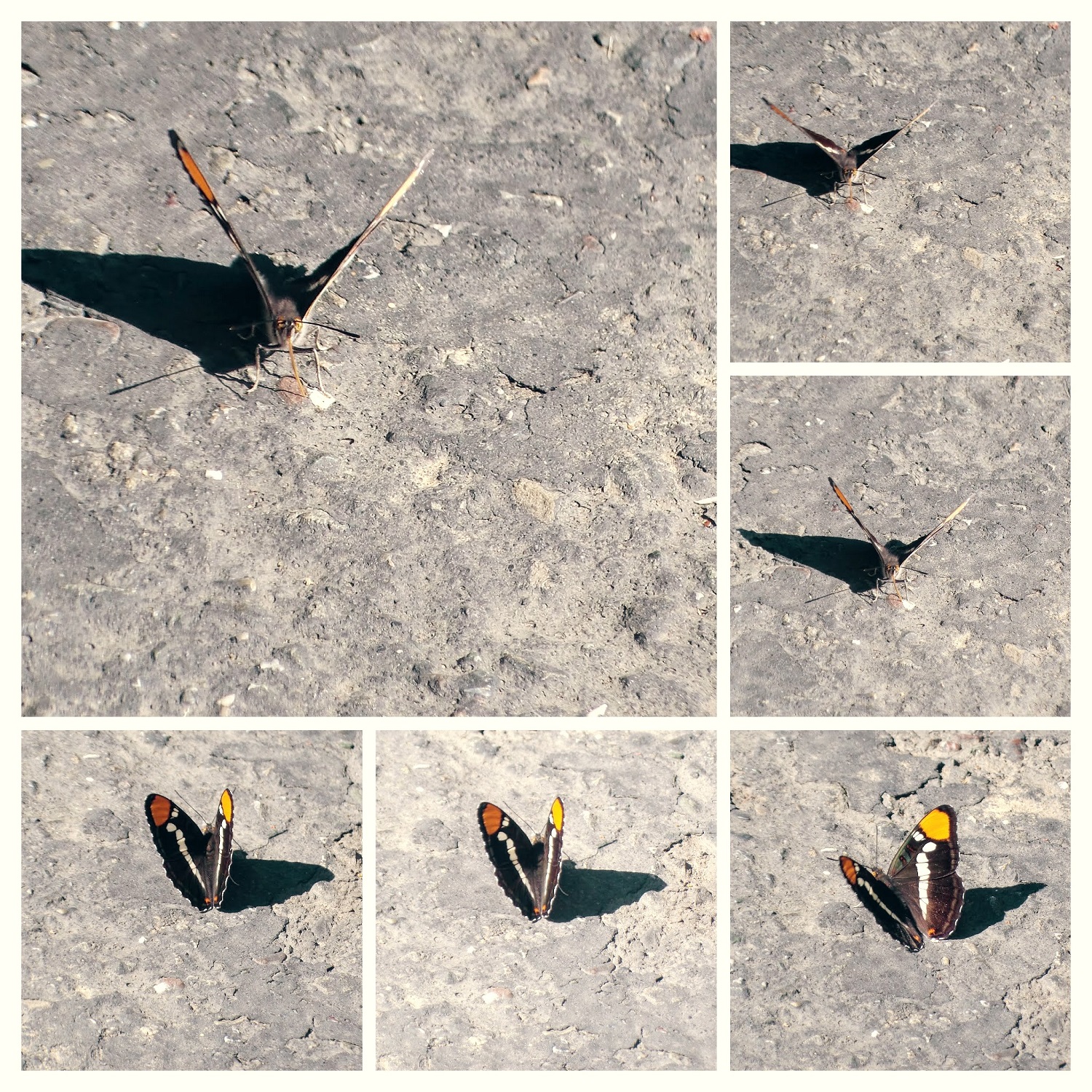 20160530_095905-COLLAGE.jpg