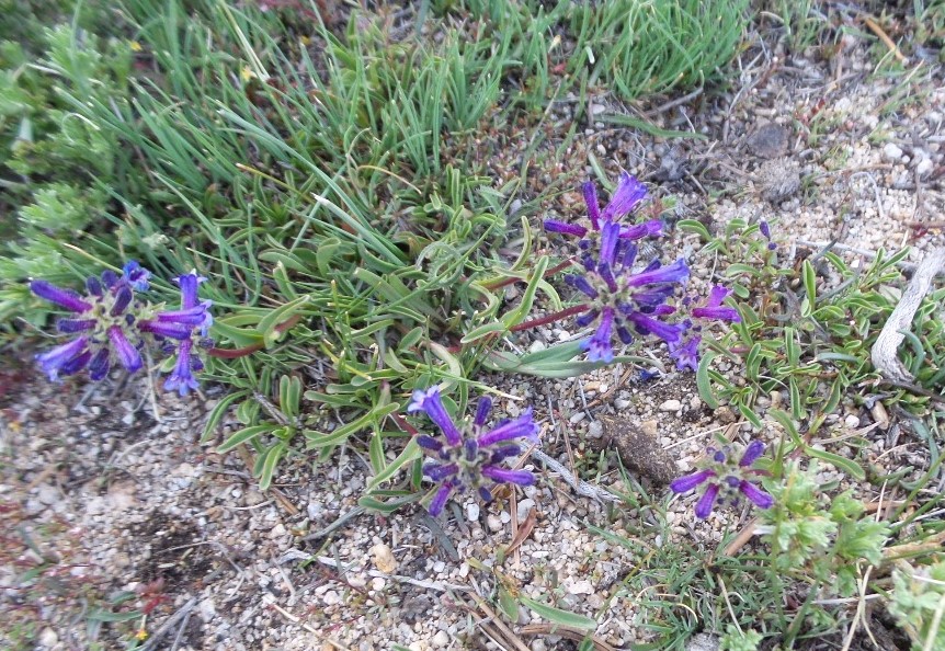Flower1.jpg