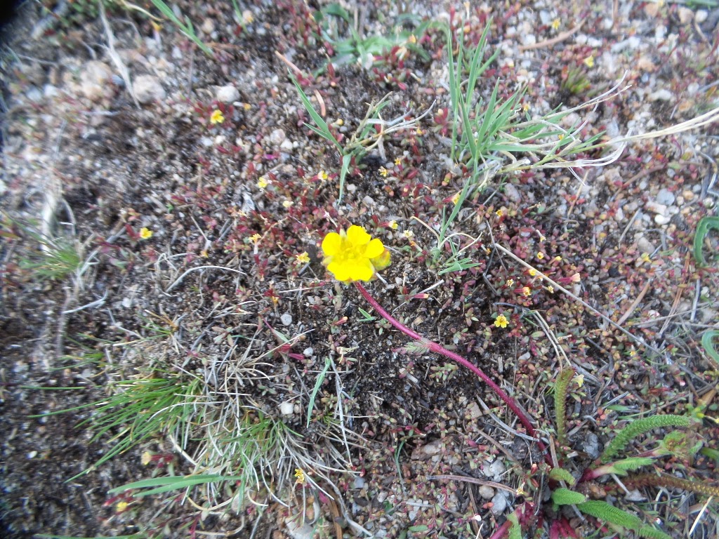 Flower2.jpg