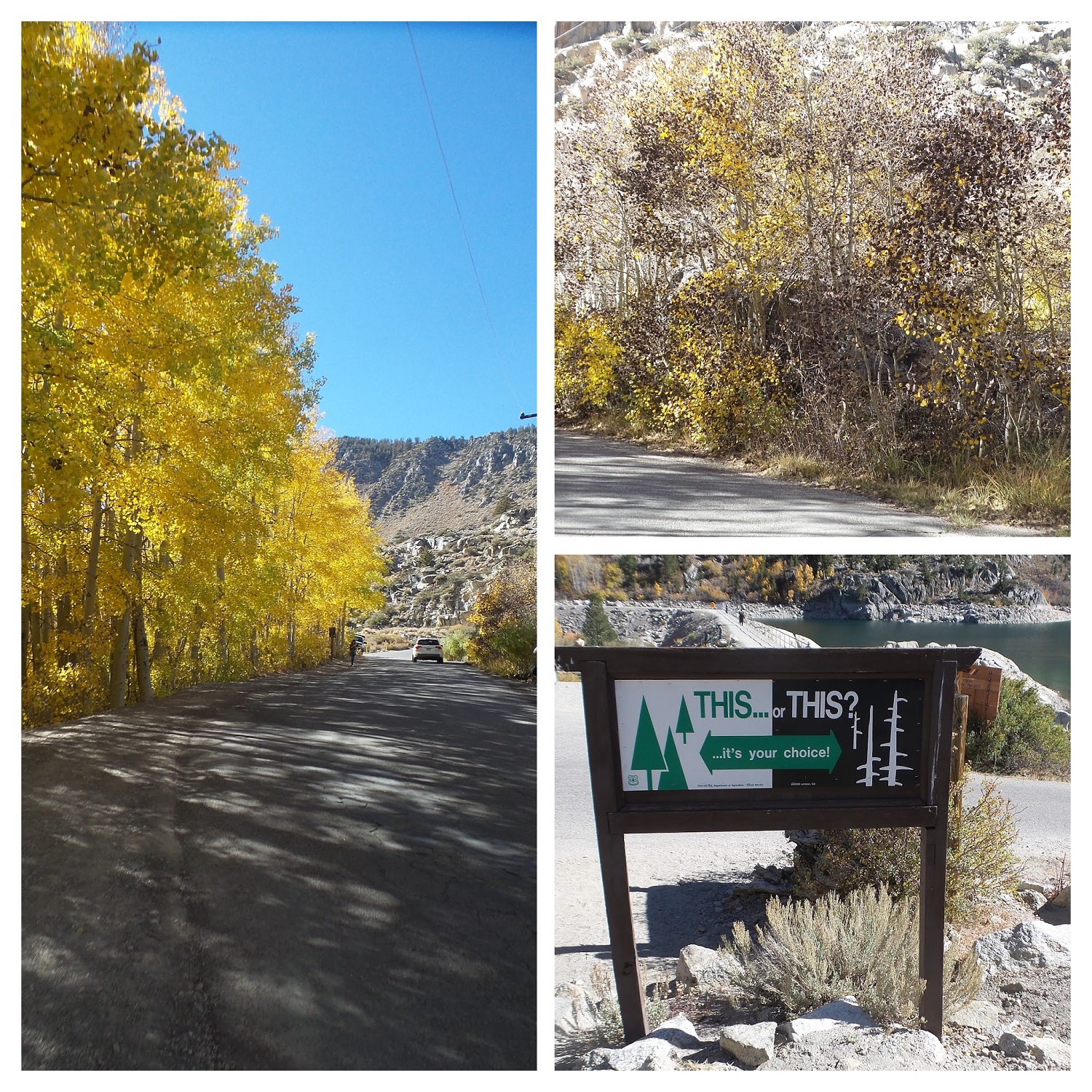 20161009_145208-COLLAGE.jpg