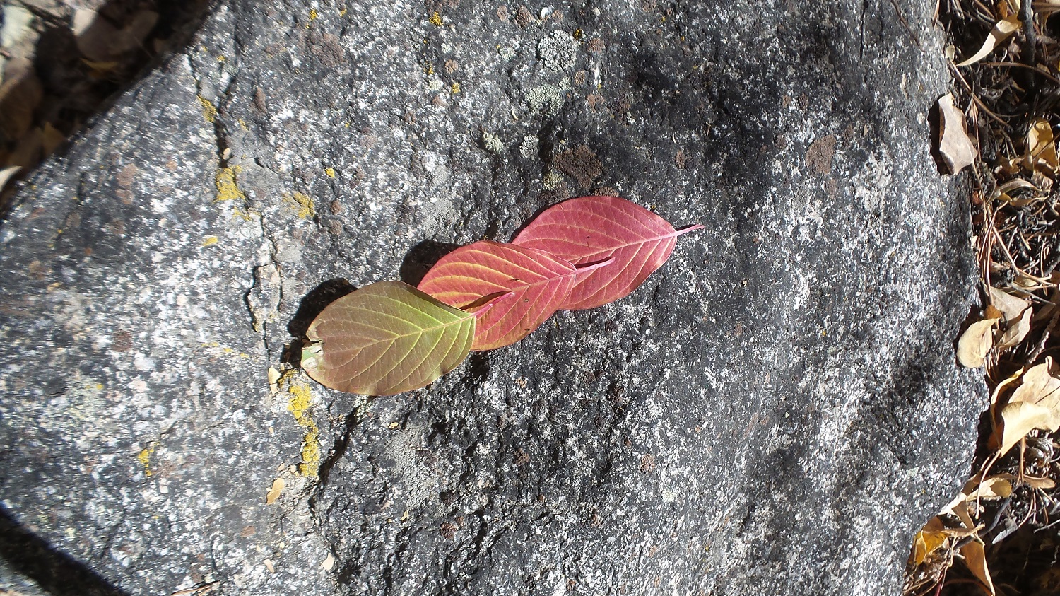 20161009_144435.jpg