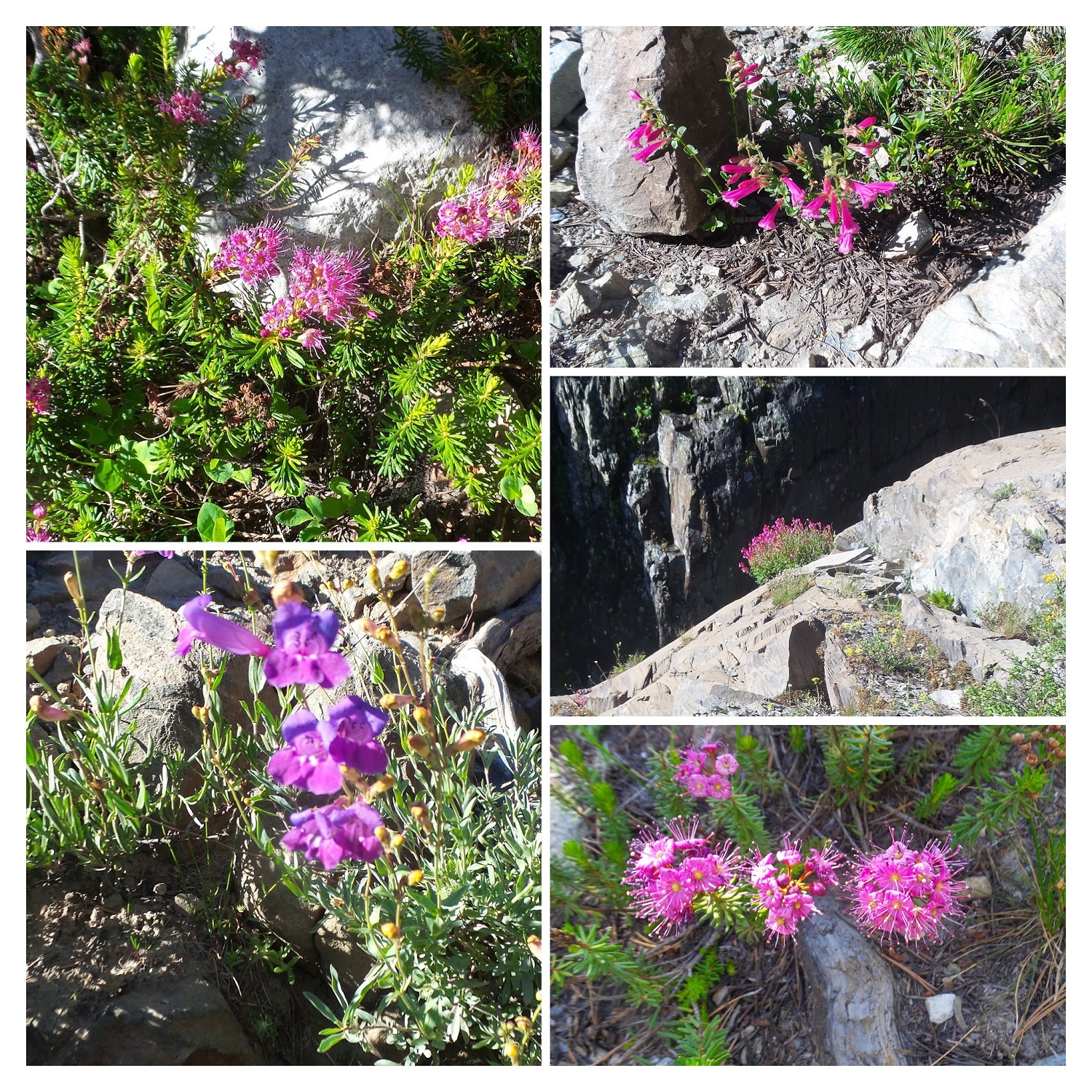 20160703_072924-COLLAGE.jpg