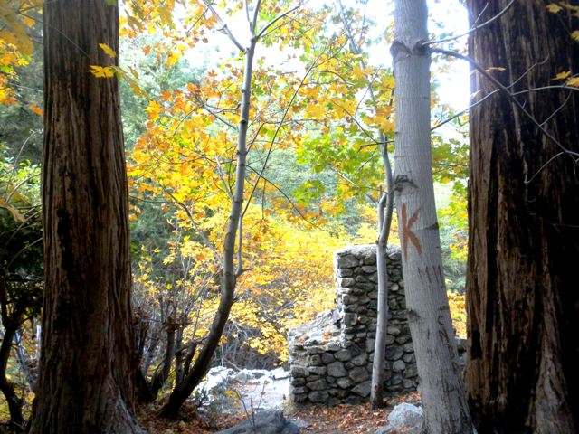 Timber101710 044e.jpg
