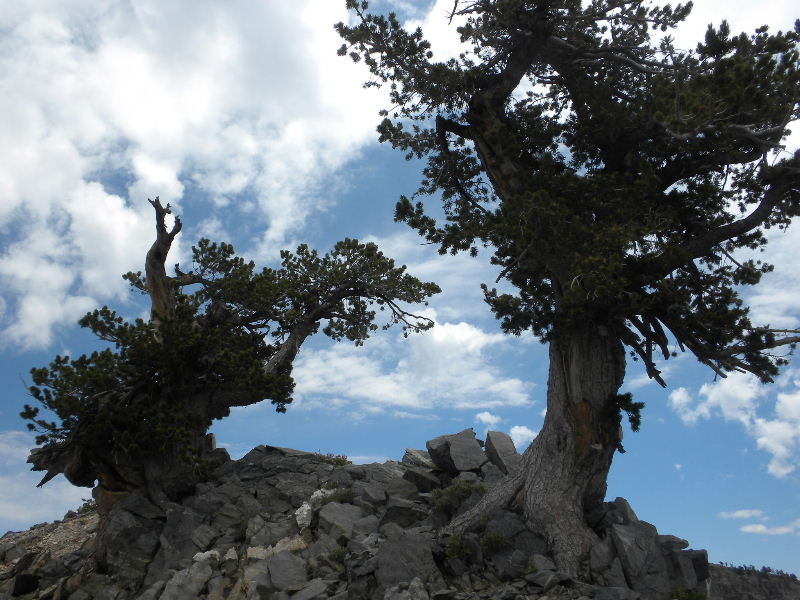 badenpowell710 016.jpg