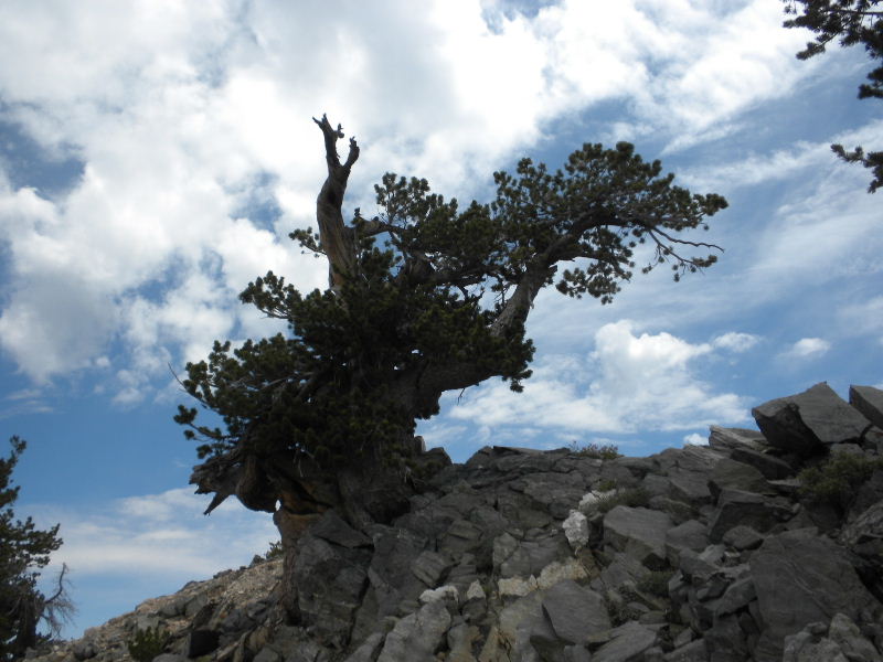 badenpowell710 017.jpg