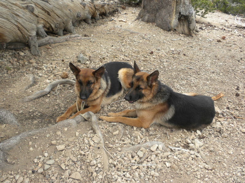 badenpowell710 022.jpg
